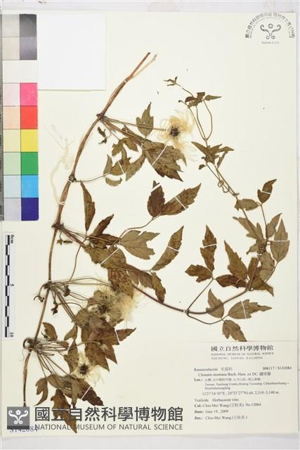 繡球藤藏品圖，第1張