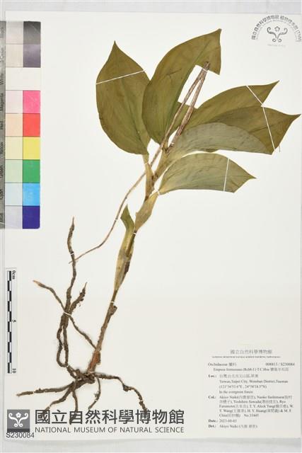 寶島羊耳蒜藏品圖，第1張