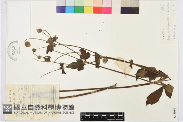 打破碗花花藏品圖，第1張