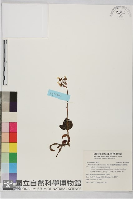 臺灣金線蓮、金線蓮藏品圖，第1張