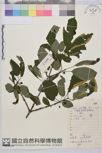 鼠李、臭李子藏品圖，第1張