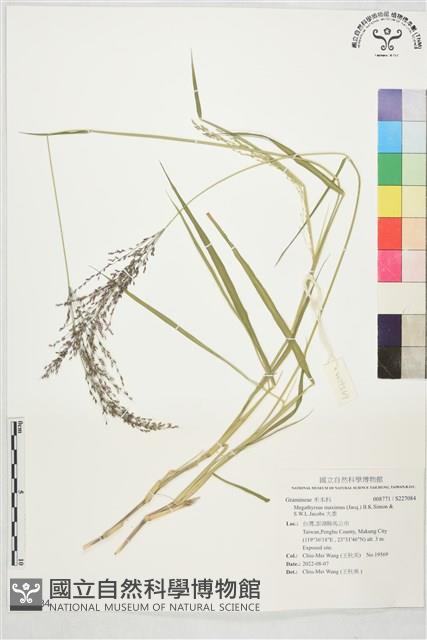 大黍藏品圖，第1張