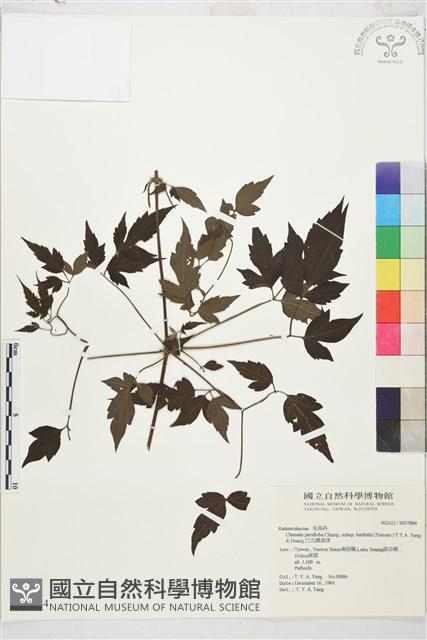 巴氏鐵線蓮藏品圖，第1張