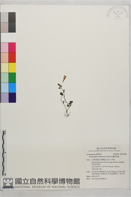 蘭嵌馬藍藏品圖，第1張