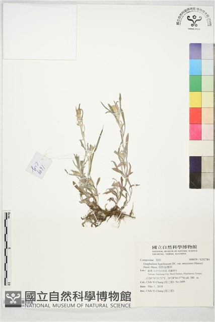 假秋鼠麴草藏品圖，第1張