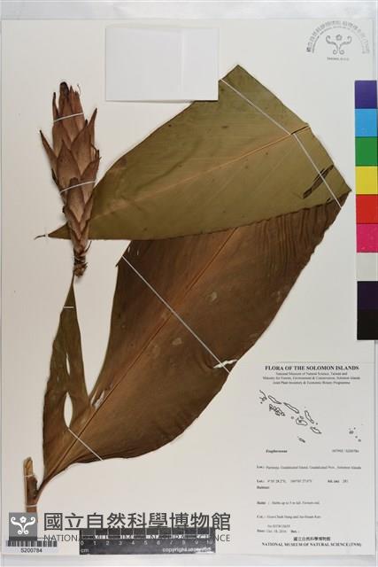 Accession Number:S200784 Collection Image