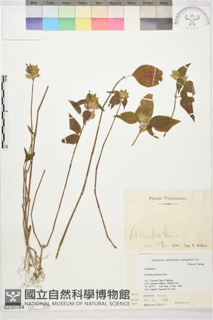 華九頭獅子草藏品圖，第1張