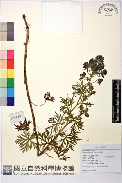 臺灣烏頭藏品圖，第1張