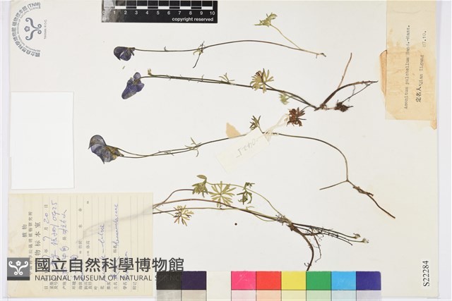 美麗烏頭藏品圖，第1張