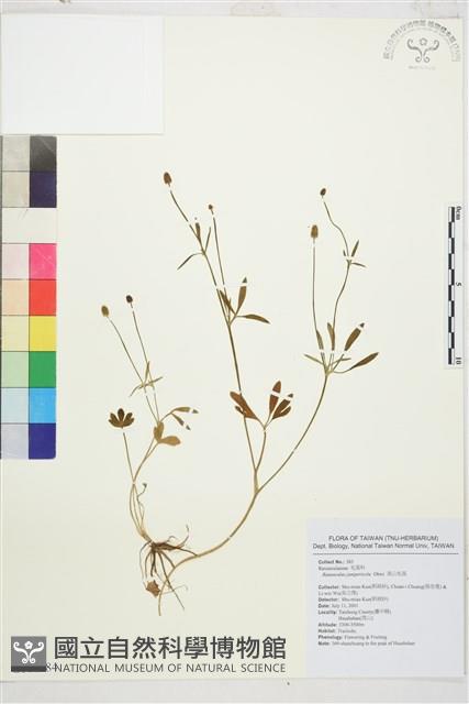 檜林毛茛藏品圖，第1張