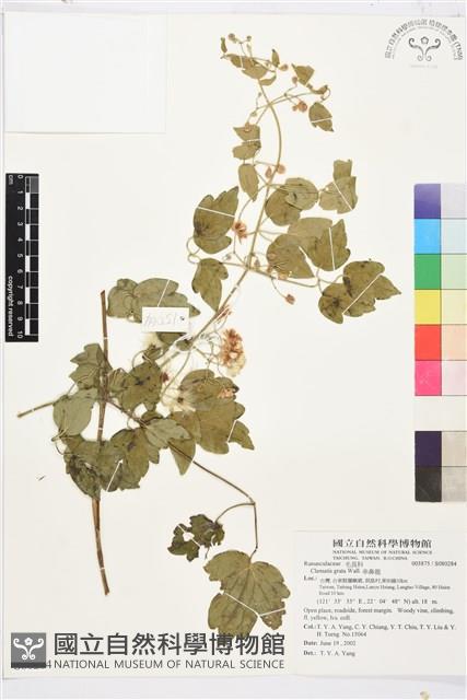 串鼻龍藏品圖，第1張