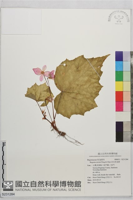 岩生秋海棠藏品圖，第1張