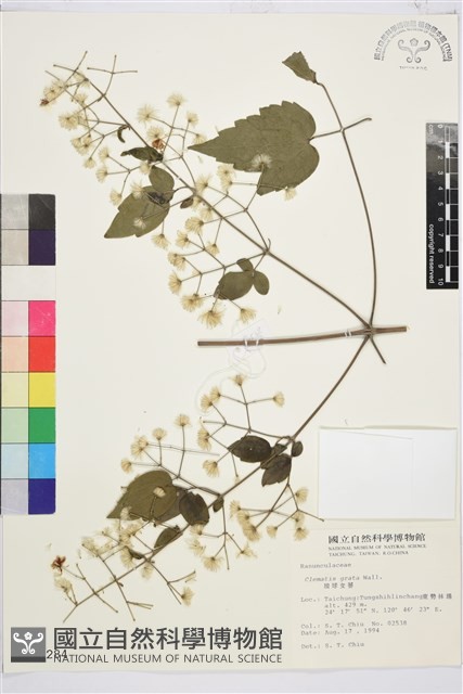 串鼻龍藏品圖，第2張