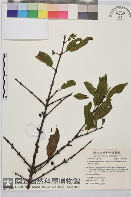 塔山鼠李藏品圖，第1張