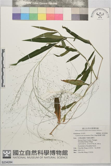 散穗弓果黍藏品圖，第1張