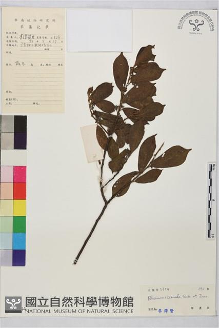 鈍齒鼠李藏品圖，第2張