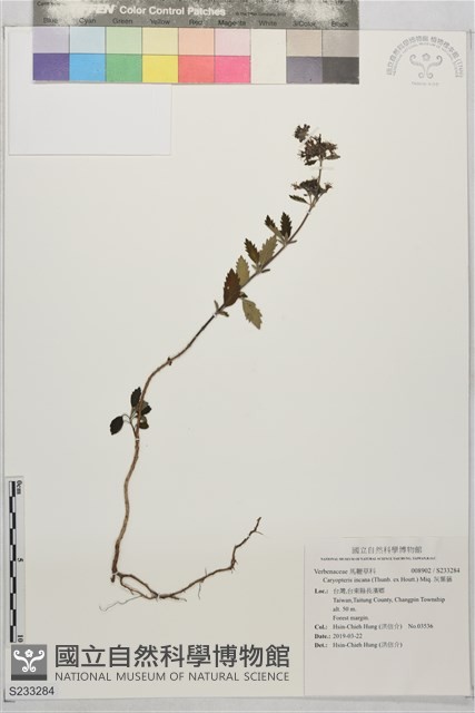 灰葉蕕藏品圖，第1張