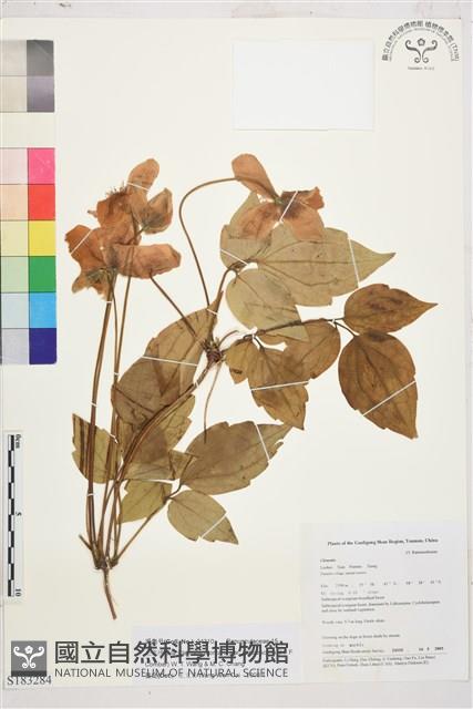 毛果繡球藤藏品圖，第1張