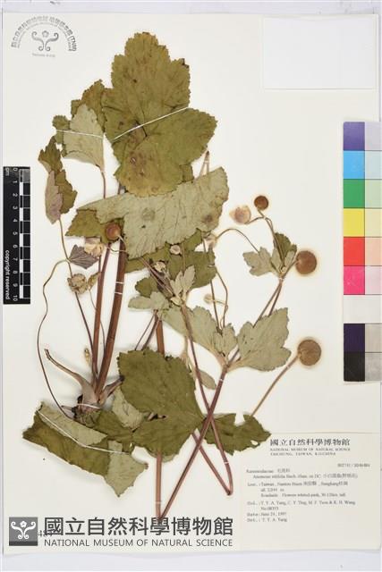 小白頭翁、野棉花藏品圖，第2張