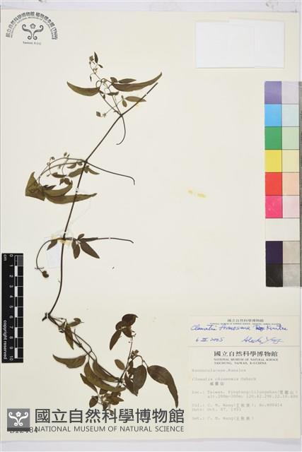 臺灣鐵線蓮藏品圖，第1張