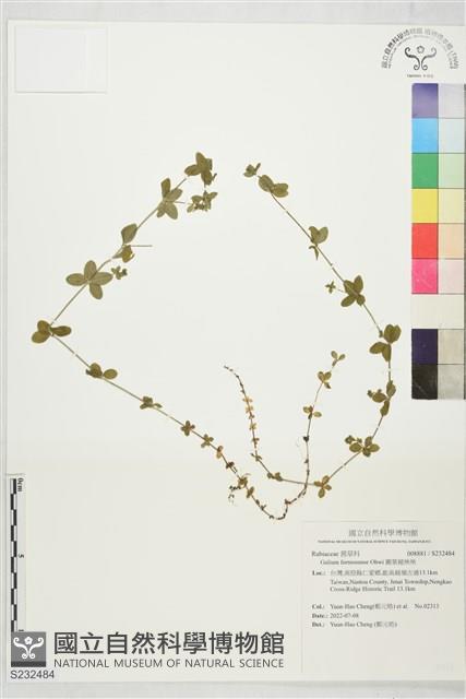 圓葉豬殃殃藏品圖，第1張