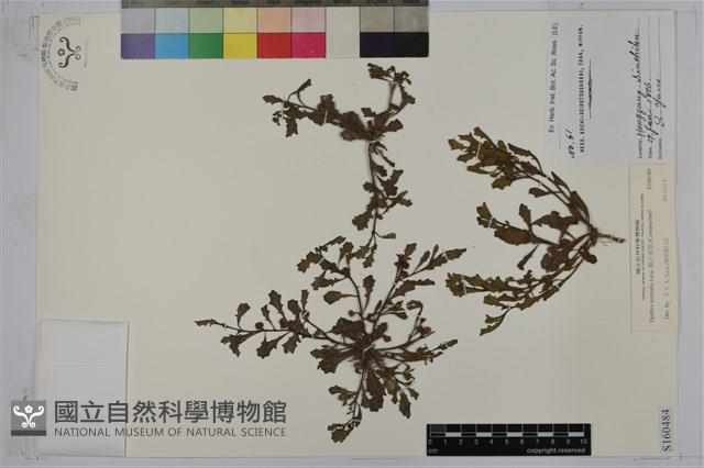 鵝不食草藏品圖，第1張