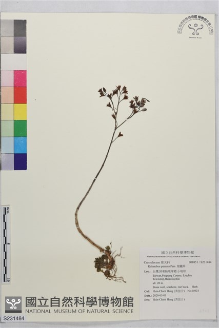 燈籠草藏品圖，第1張