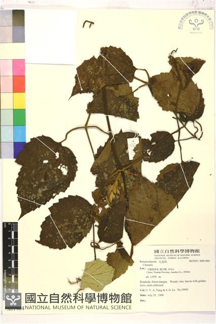 登錄號:S081484藏品圖，第1張