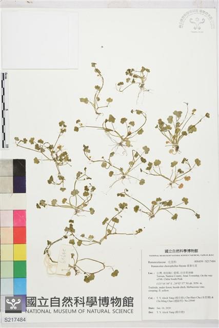 掌葉毛茛藏品圖，第1張