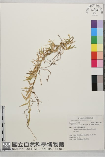 芻蕾草藏品圖，第1張