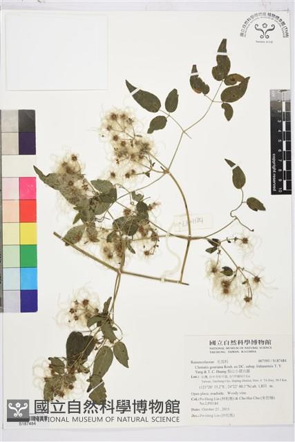 梨山小蓑衣藤藏品圖，第1張