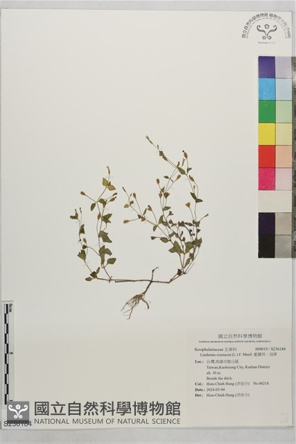 藍豬耳、母草藏品圖，第1張