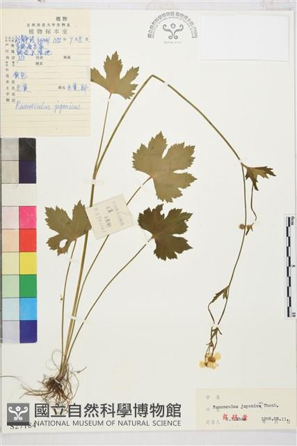 毛茛藏品圖，第1張