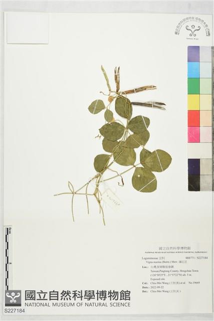 濱豇豆藏品圖，第1張