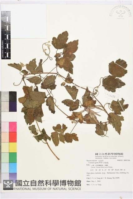 串鼻龍藏品圖，第1張