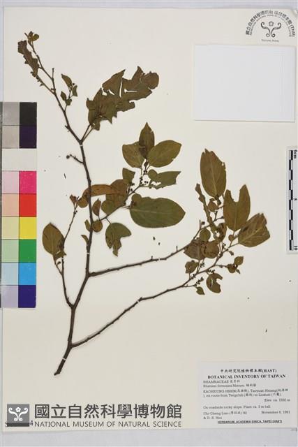 桶鉤藤藏品圖，第1張