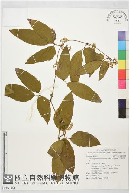 三葉崖爬藤藏品圖，第1張