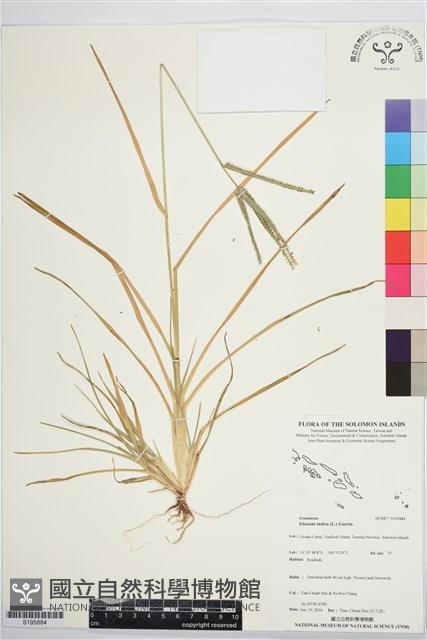 牛筋草藏品圖，第1張