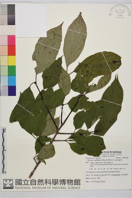 中原氏鼠李藏品圖，第1張