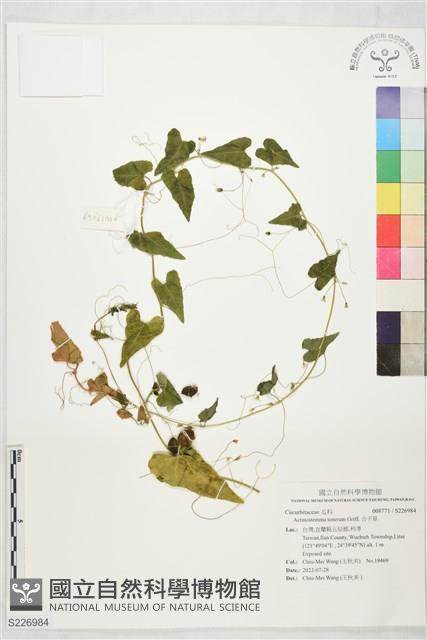 合子草藏品圖，第1張