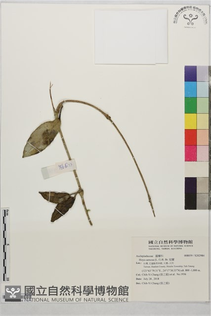 毬蘭藏品圖，第1張