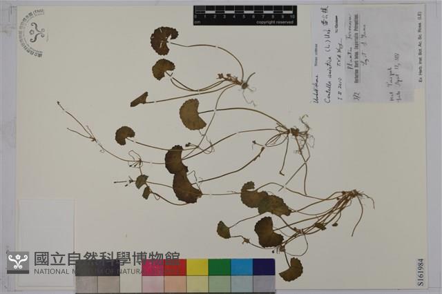 雷公根藏品圖，第1張