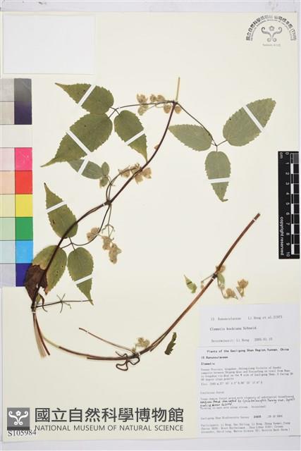 滇川鐵線蓮藏品圖，第1張