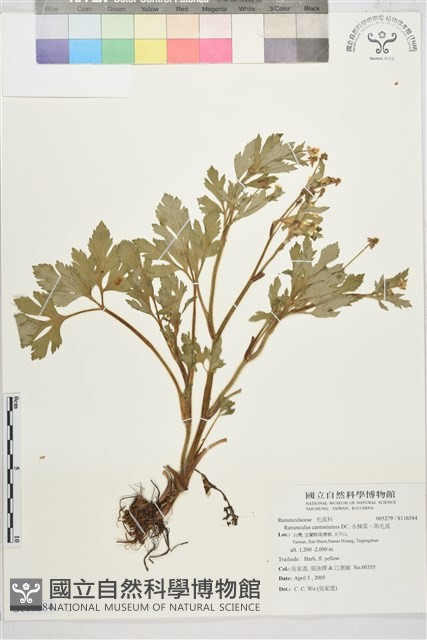 水辣菜、禺毛茛藏品圖，第1張