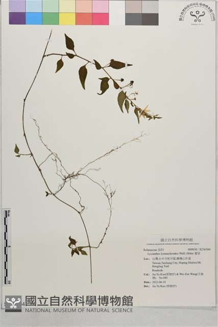 蔓茄藏品圖，第1張