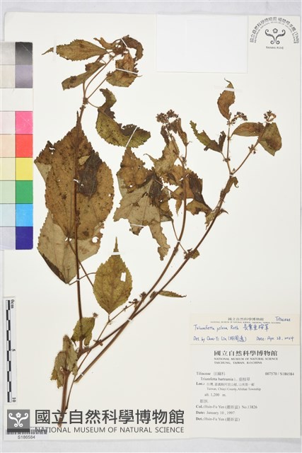 長葉垂桉草藏品圖，第1張