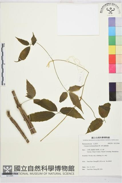 銹毛鐵線蓮藏品圖，第1張