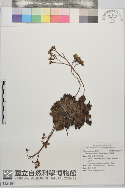 石蓯蓉藏品圖，第1張