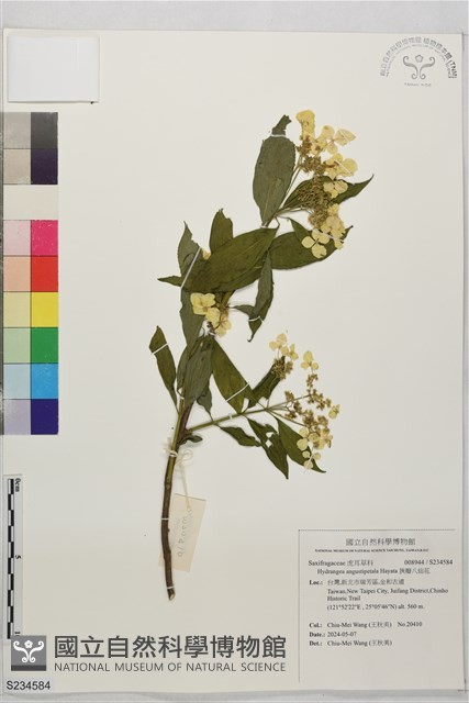 狹瓣八仙花藏品圖，第1張