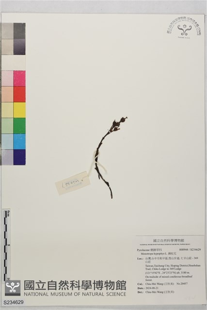 錫杖花藏品圖，第1張